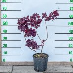 Škumpa vlasatá (Cotinus coggygria) ´ROYAL PURPLE´ výška: 60-80 cm, kont. C5L 